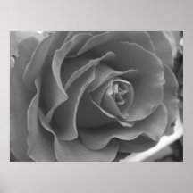 Poster Rosa solitario