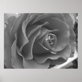 Póster Poster Rosa solitario