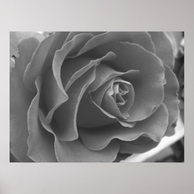 Póster Poster Rosa solitario (Frente)