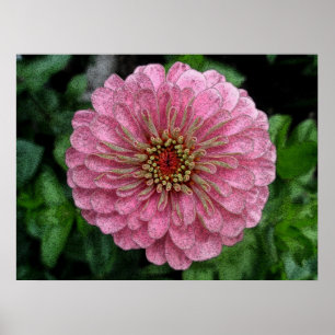 Póster Poster Rosa Zinnia