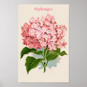 Póster Poster rosado del Hydrangea
