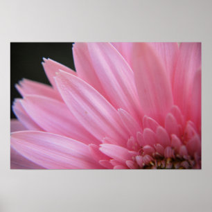Póster Poster rosado del pétalo