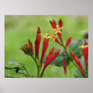 Póster Poster rosado indio