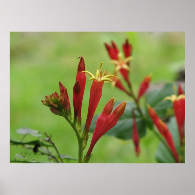 Póster Poster rosado indio (Frente)