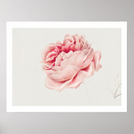 PÓSTER POSTER : ROSE : GEORGIUS J. JOHANNES VAN OS