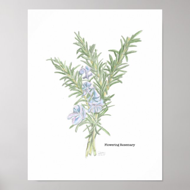 Póster Poster Rosemary florida (Frente)