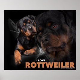 Póster Poster Rottweiler