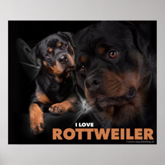 Póster Poster Rottweiler