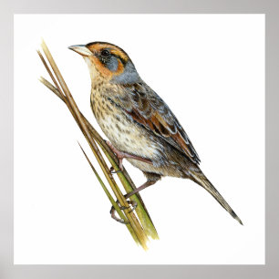 Póster Poster Saltmarsh Sparrow