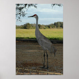 Póster Poster / Sandhill Crane