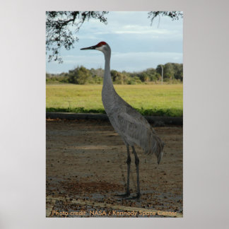 Póster Poster / Sandhill Crane