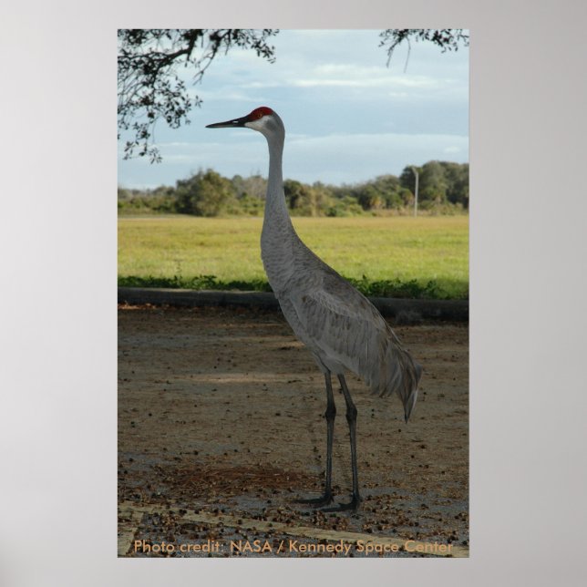 Póster Poster / Sandhill Crane (Frente)