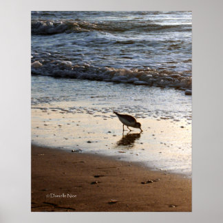 Póster Poster Sandpiper