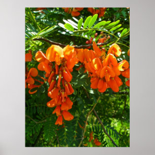 Póster Poster Scarlet Wisteria (Sesbania punicea) OBX NC