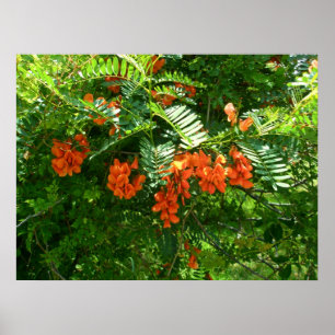 Póster Poster Scarlet Wisteria (Sesbania punicea) OBX NC