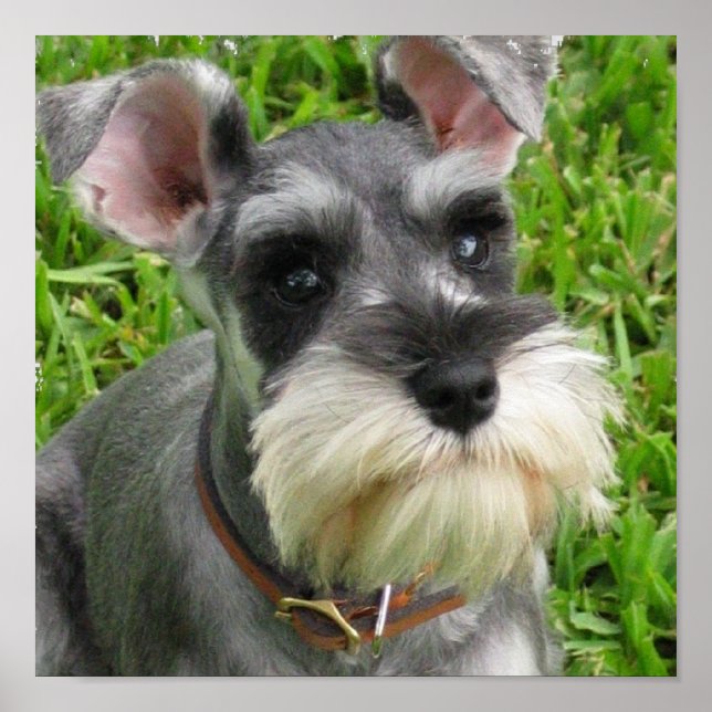 Póster Poster Schnauzer en miniatura (Frente)