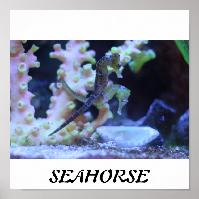 Póster Poster Seahorse (Frente)
