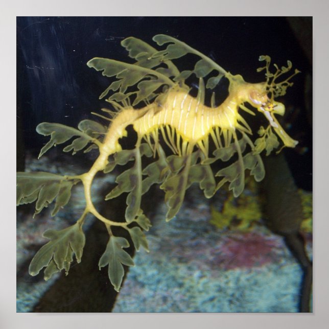 Póster Poster Seahorse (Frente)