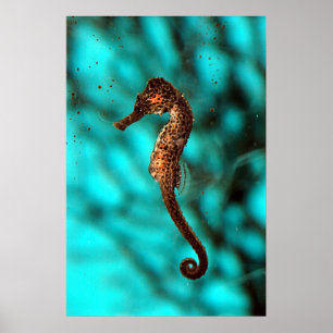 Póster Poster Seahorse