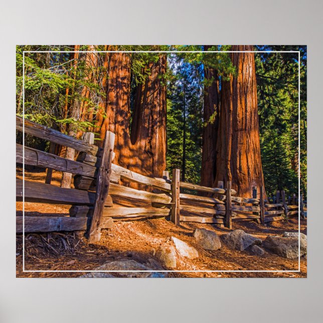 Póster Poster-secuoyas (Frente)