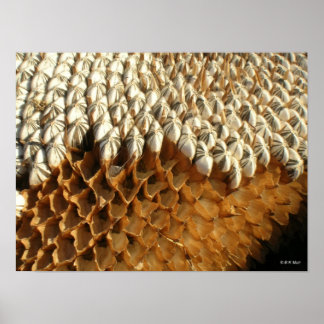 Póster Poster - semillas de girasol