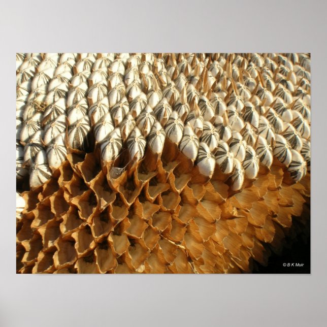 Póster Poster - semillas de girasol (Frente)