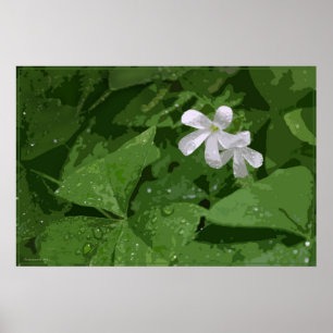 Póster Poster Shamrock sin texto -36x24 -o menor