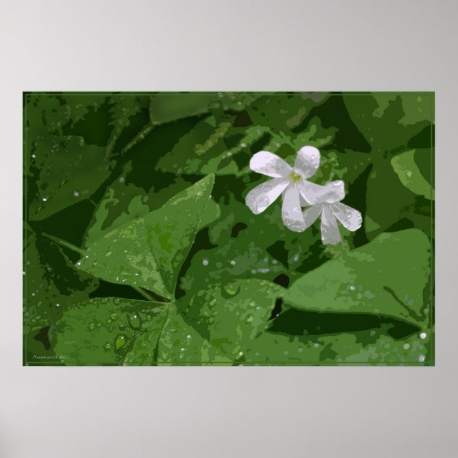 Póster Poster Shamrock sin texto -36x24 -o menor (Frente)