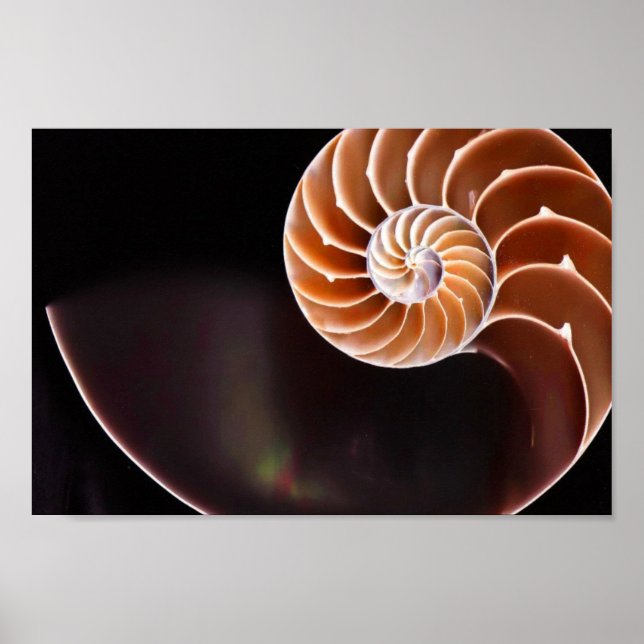 Póster Poster - Shell de secuencia de Cooper Fibonacci (Frente)