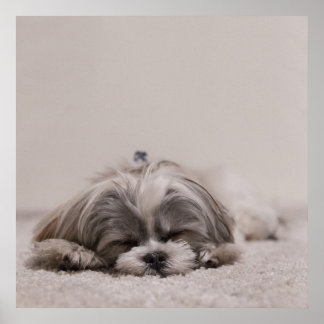 Póster Poster Shih Tzu durmiendo, perro durmiendo