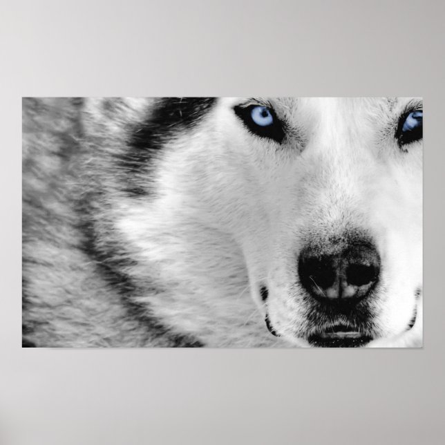 Póster Poster Siberian Husky (Frente)
