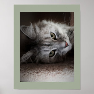 Póster Poster siberiano sensacional del gato