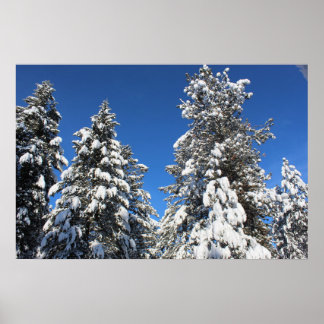 Póster Poster siempre verde de la cima de la nieve