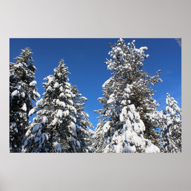 Póster Poster siempre verde de la cima de la nieve (Frente)