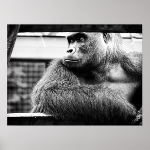 Póster Poster Silverback