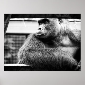 Póster Poster Silverback