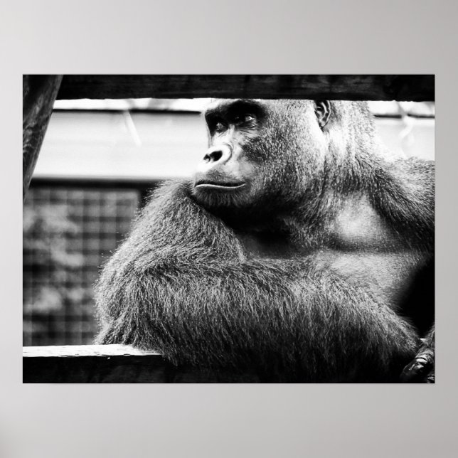 Póster Poster Silverback (Frente)