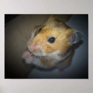 Póster Poster sirio del hámster