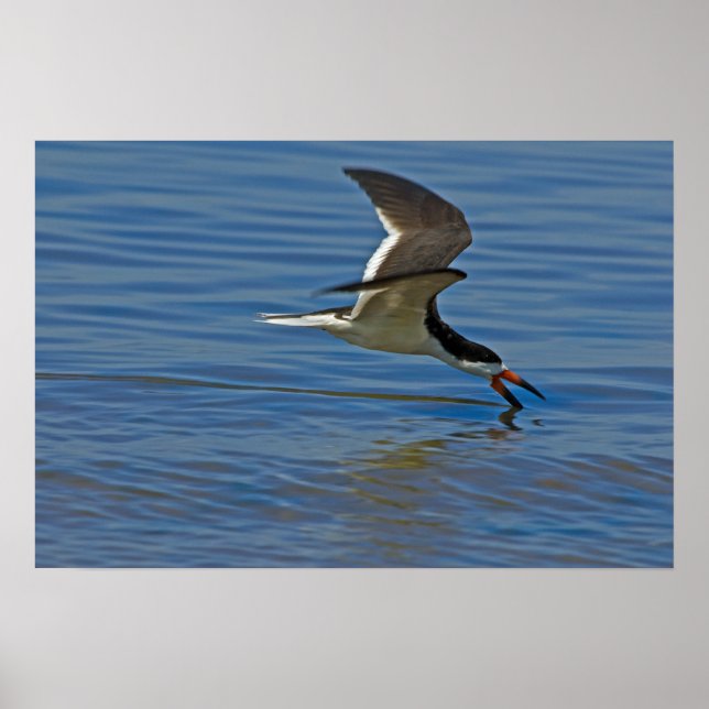 Póster Poster Skimmer negro (Frente)