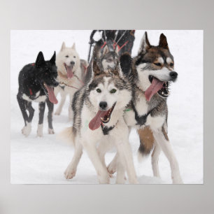 Póster Poster sled dog racing