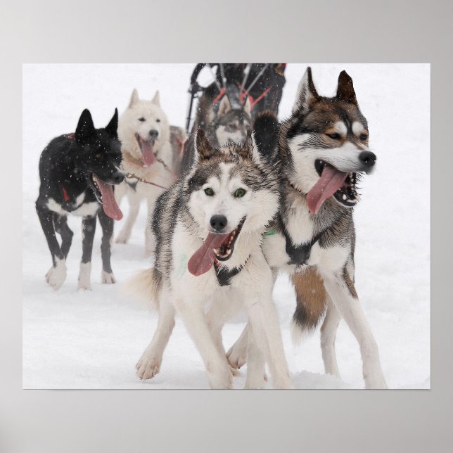 Póster Poster sled dog racing (Frente)