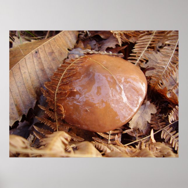 Póster Poster Slippery Jack Mushroom (Frente)