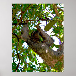 Póster Poster Sloth