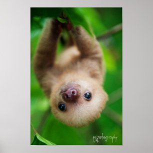 Póster Poster Sloth