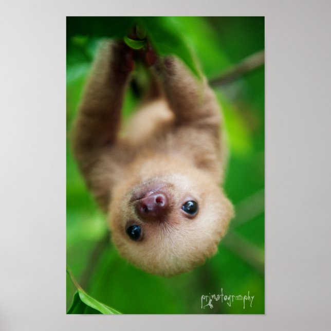 Póster Poster Sloth (Frente)