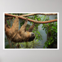 Poster Sloth
