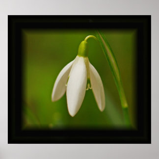 Póster Poster Snowdrop