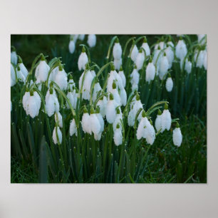 Póster Poster Snowdrop
