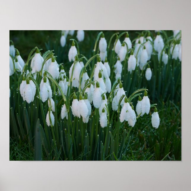 Póster Poster Snowdrop (Frente)