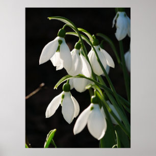 Póster Poster Snowdrop